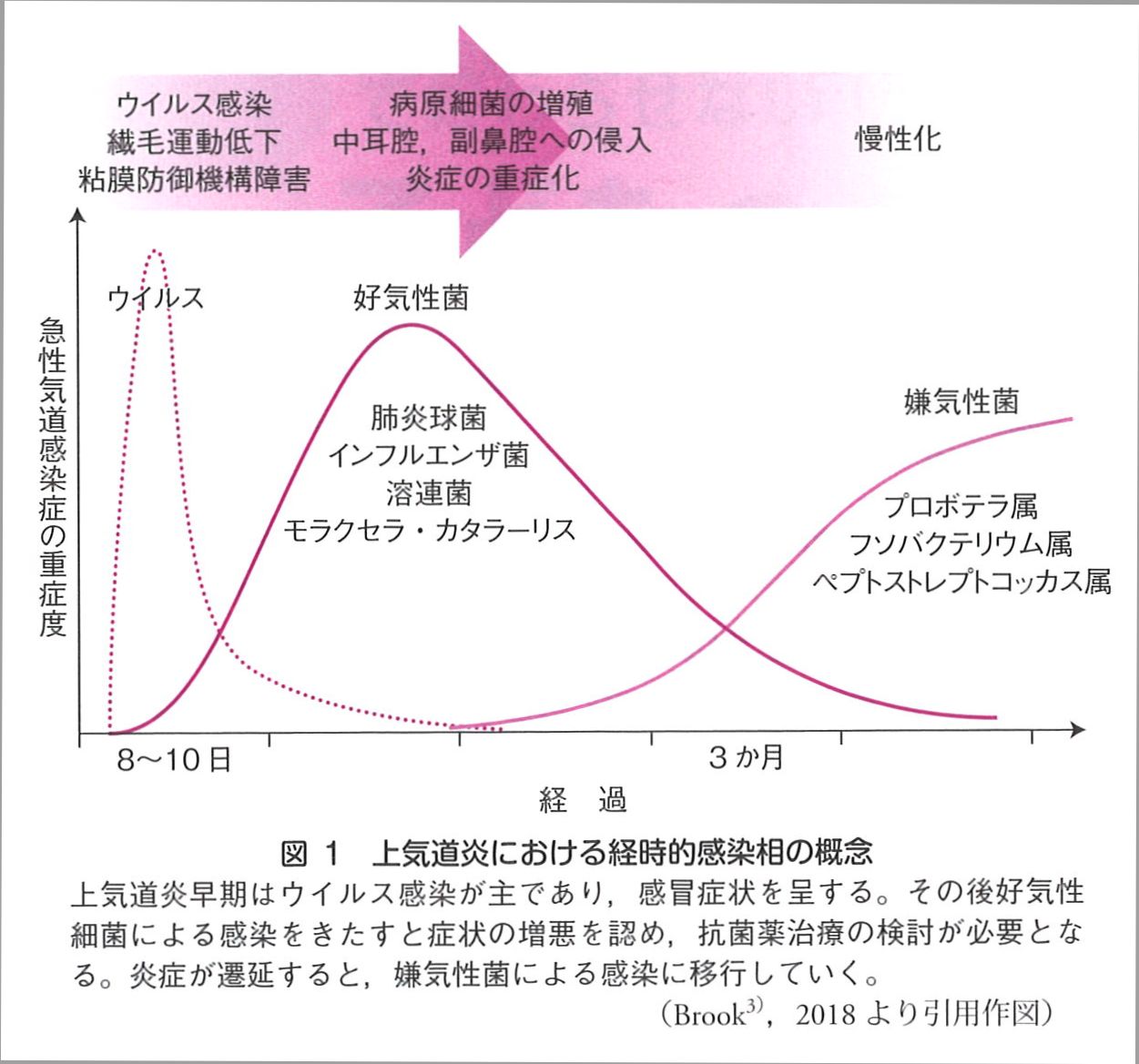 こどものかぜと免疫｜こどもの疾患｜太田東こども＆おとな診療所